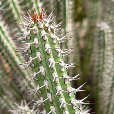 euphorbia baionensis