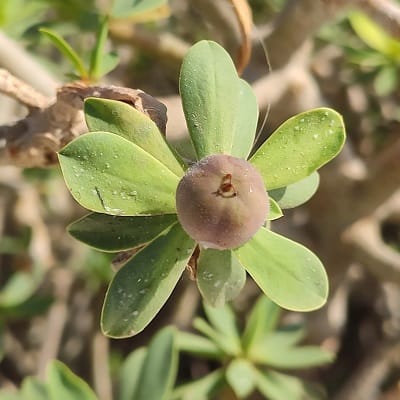 euphorbia balsamifera