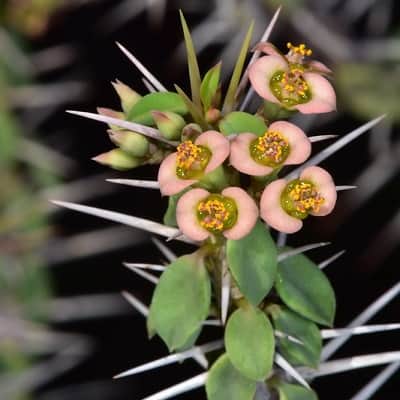 euphorbia beharensis var. guillemetii