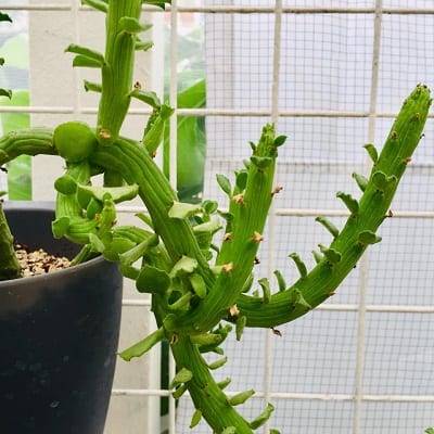 euphorbia bisellenbeckii