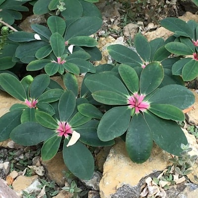 euphorbia bongolavensis