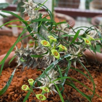 euphorbia brachyphylla