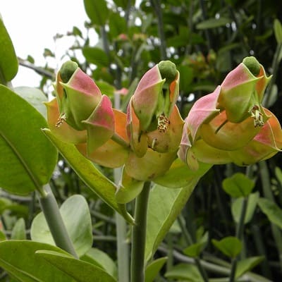 euphorbia bracteata