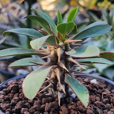 euphorbia bulbispina