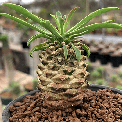 Euphorbia guillemetii hybrid rare succulent plant 4"pot 