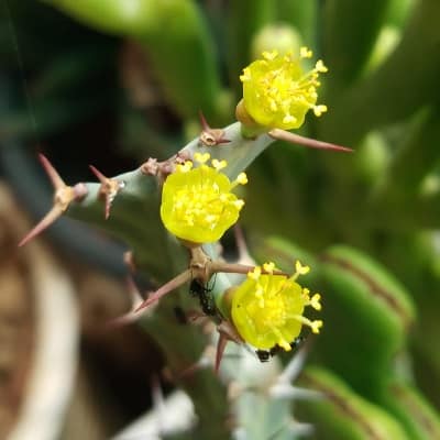 euphorbia buruana