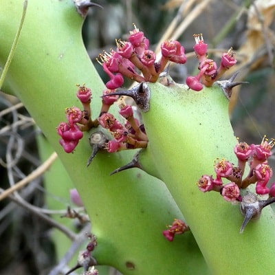 euphorbia caducifolia