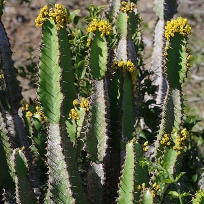 euphorbia caerulescens