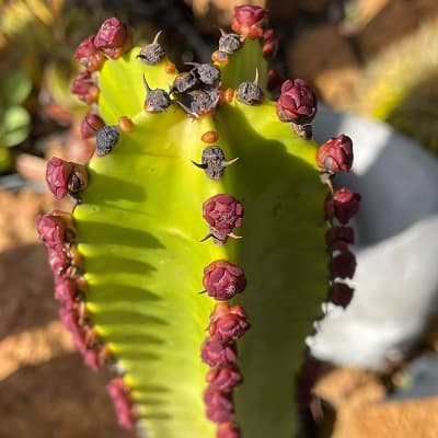 euphorbia canariensis