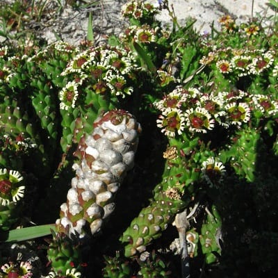 euphorbia caput medusae