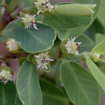 euphorbia celastroides