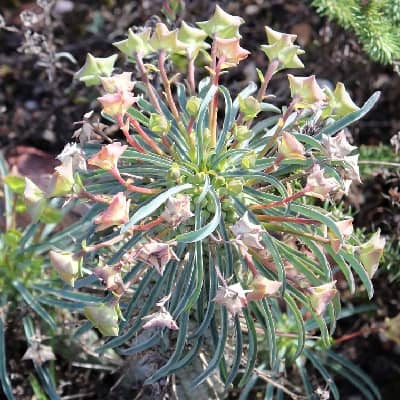 euphorbia clava