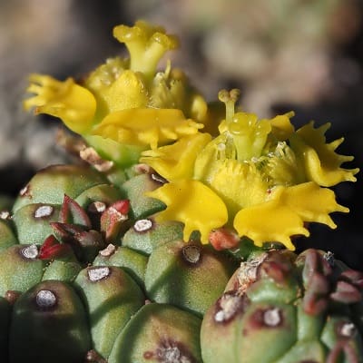 euphorbia clavarioides