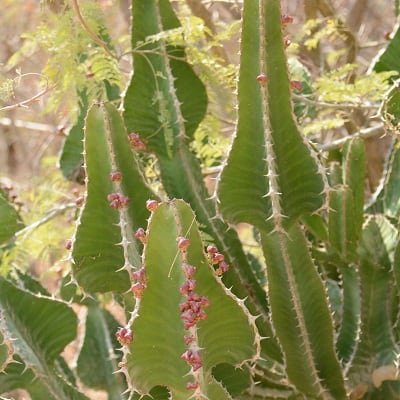 euphorbia cooperi