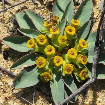 euphorbia crispa