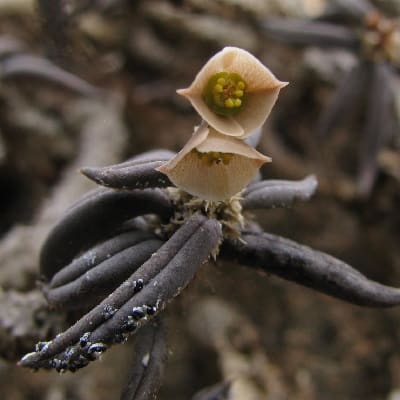 euphorbia cylindrifolia
