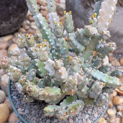 euphorbia debilispina