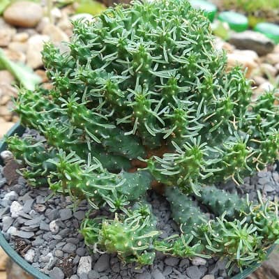 euphorbia decepta