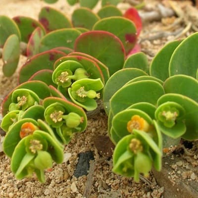 euphorbia degeneri