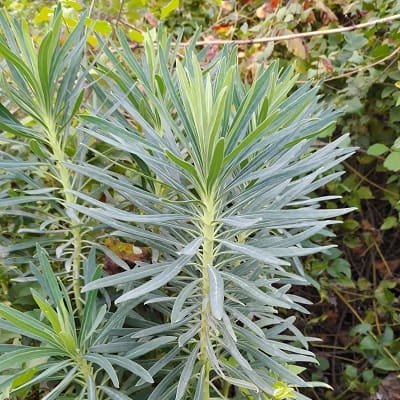 euphorbia dendroides