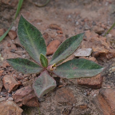 euphorbia discoidea