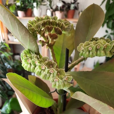 euphorbia echinulata