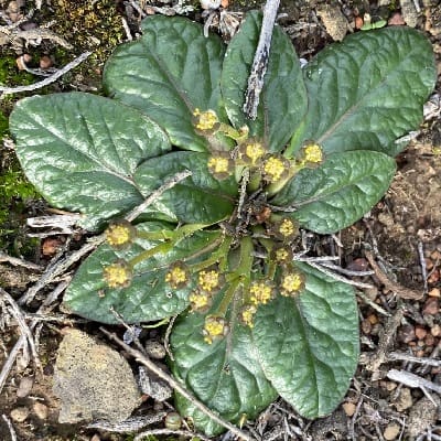 euphorbia ecklonii