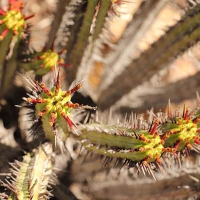 euphorbia enopla