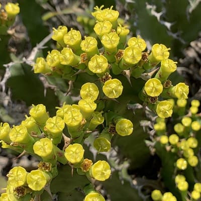 euphorbia enormis