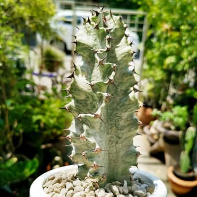 euphorbia erythraeae f. variegata