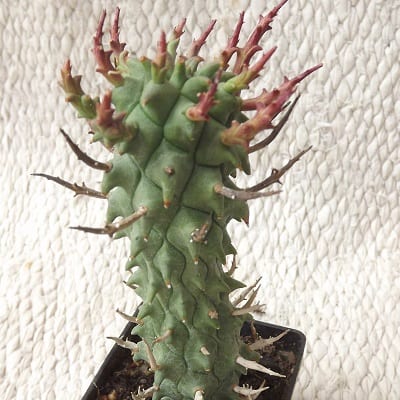 euphorbia fasciculata