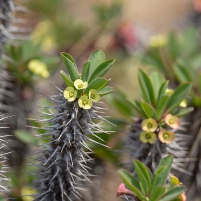 euphorbia fianarantsoae