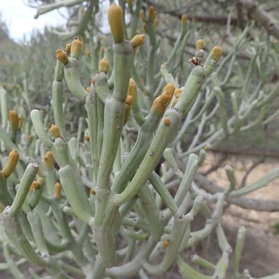 euphorbia fiherenensis