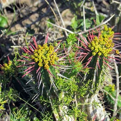 euphorbia fimbriata