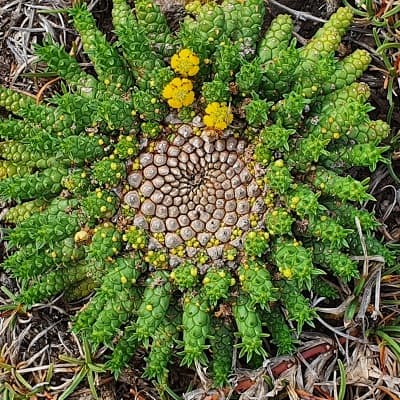 euphorbia flanaganii