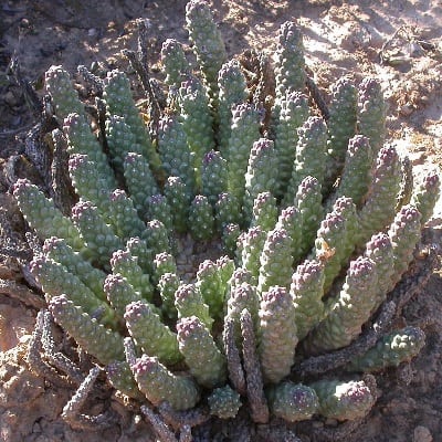 euphorbia fortuita