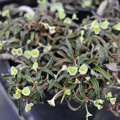 euphorbia francoisii