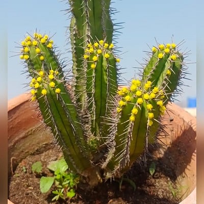 euphorbia fruticosa