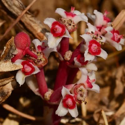 euphorbia fusiformis var. khandallensis