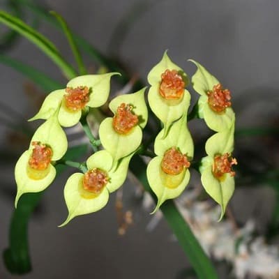 euphorbia genoudiana