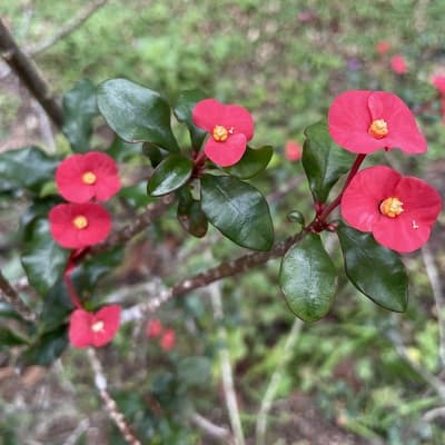 euphorbia geroldii