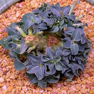 euphorbia globulicaulis