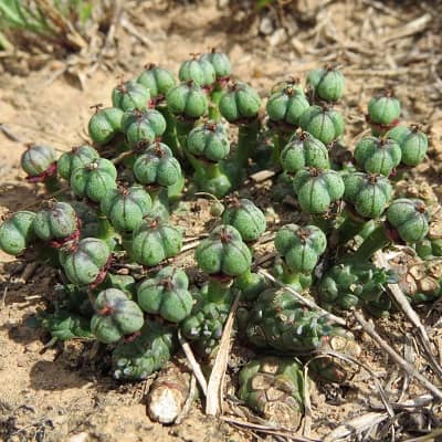 euphorbia gorgonis