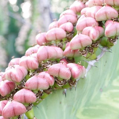 euphorbia grandialata