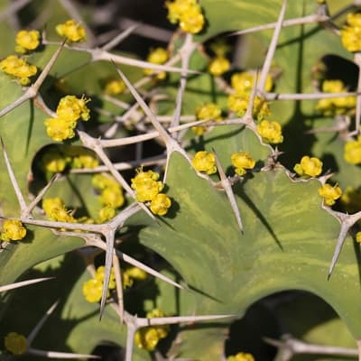 euphorbia grandicornis