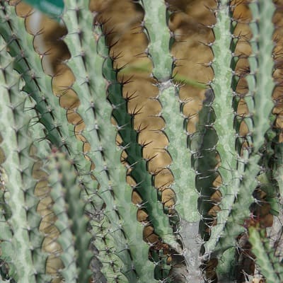 euphorbia greenwayi