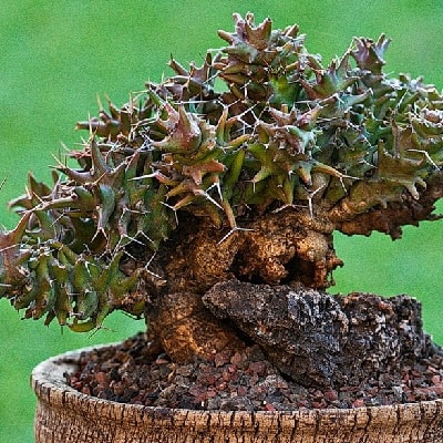 euphorbia groenewaldii