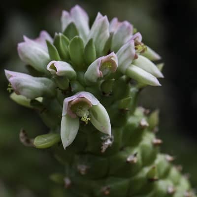 euphorbia guentheri