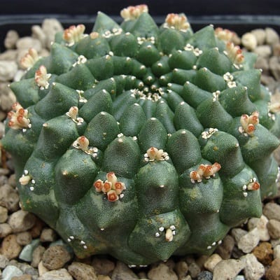 euphorbia gymnocalycioides