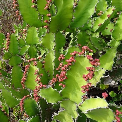 euphorbia halipedicola